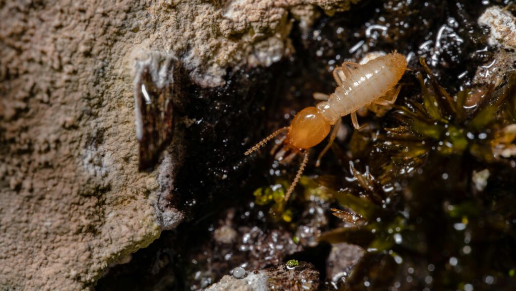 termite control in vijayawada