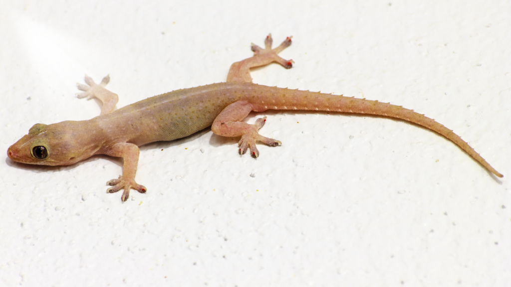 Lizard control services in Vijayawada
