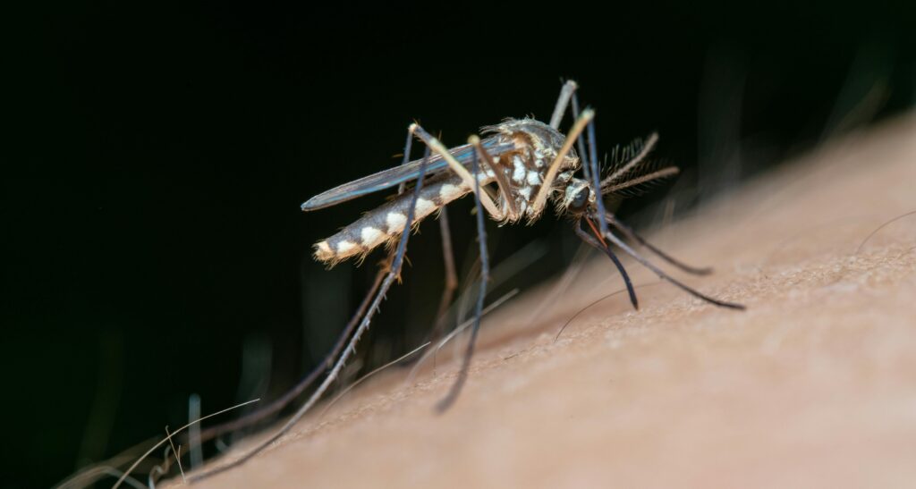 Mosquito Control in Vijayawada