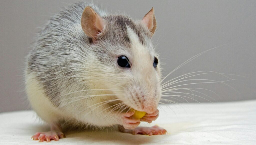 Rodent Control in Vijayawada | Pest Masters India
