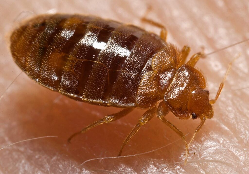 Bed-Bug Control